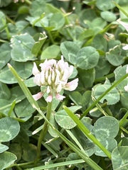 Trifolium repens