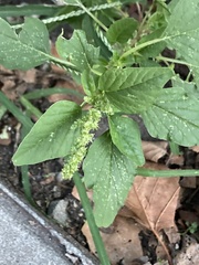 Amaranthus blitum