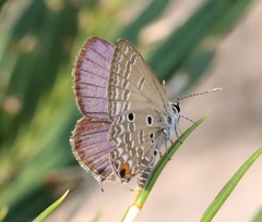 Luthrodes pandava