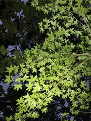 Acer truncatum