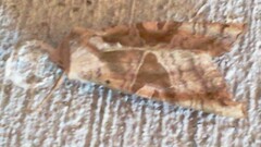 Phlogophora periculosa