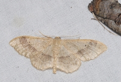 Idaea aversata