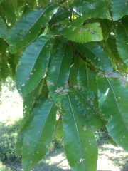 Fagaceae