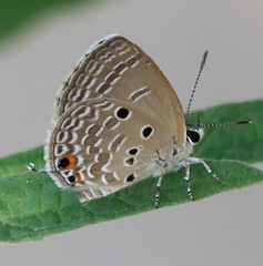 Luthrodes pandava