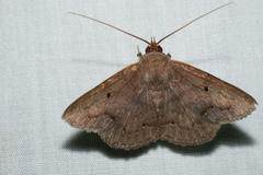 Mecodina bisignata