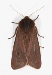 Phragmatobia fuliginosa