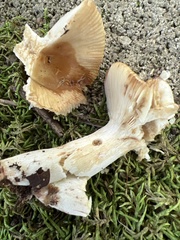 Russula grata