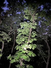 Quercus dentata