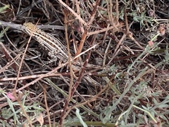 Uta stansburiana elegans