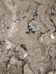 Tetramorium immigrans