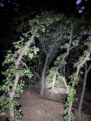 Quercus dentata