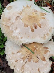 Amidella