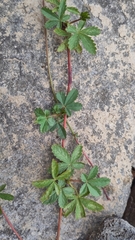 Potentilla reptans