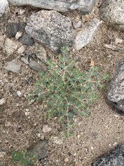 Euphorbia polycarpa