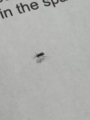 Sciaroidea