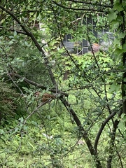 Pterorhinus sannio