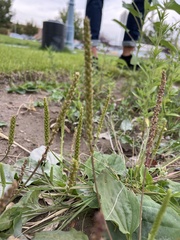 Plantago major