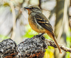 Cnemotriccus fuscatus