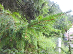 Picea