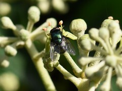 Neomyia cornicina