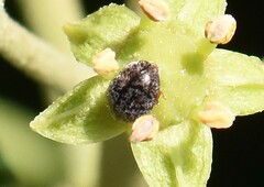 Rhyzobius lophanthae