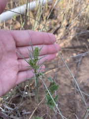 Salsola collina