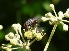 Graphomya maculata