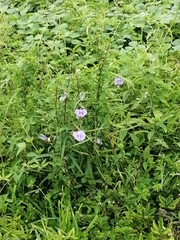 Centrosema virginianum