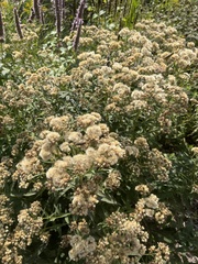 Symphyotrichum firmum