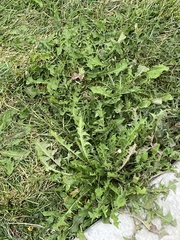 Taraxacum officinale