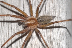 Eratigena agrestis