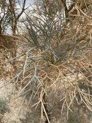 Psorothamnus spinosus