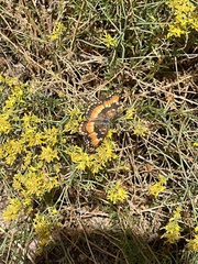 Chlosyne californica