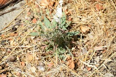Andryala integrifolia