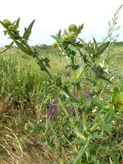 Cirsium serrulatum