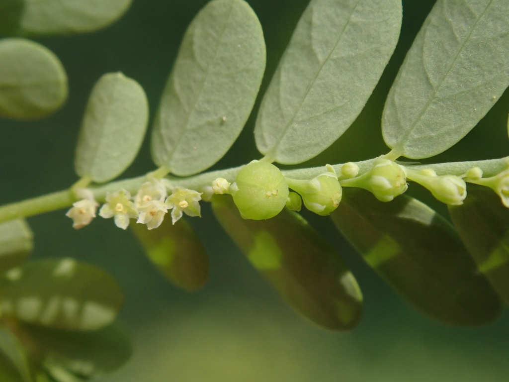 Phyllanthus amarus — a medium houseplant, prefers full sun light