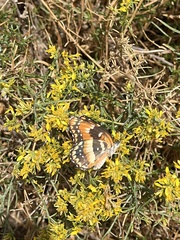 Chlosyne californica