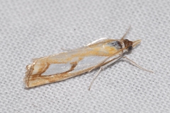 Catoptria pinella