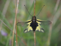 Libelloides coccajus