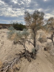 Psorothamnus spinosus