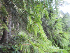 Picea