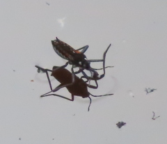 Plesiovelia
