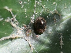 Rhyzobius lophanthae