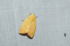 Earias luteolaria