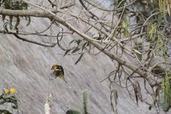 Pheucticus chrysogaster