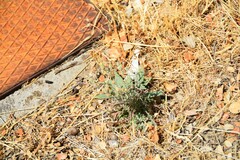 Andryala integrifolia