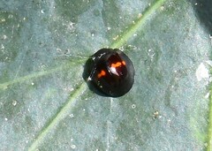 Chilocorus bipustulatus