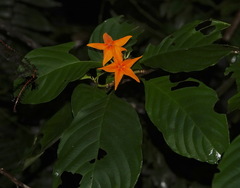Mussaenda maingayi