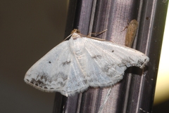 Lomographa temerata