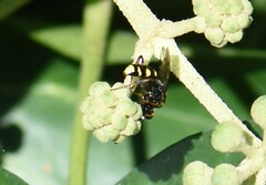 Listrodromus nycthemerus